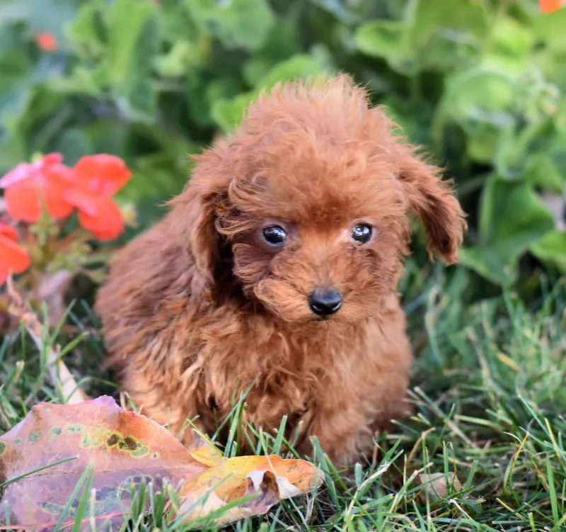 Peanut