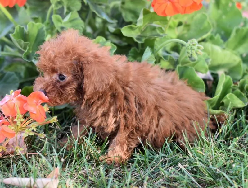 Peanut