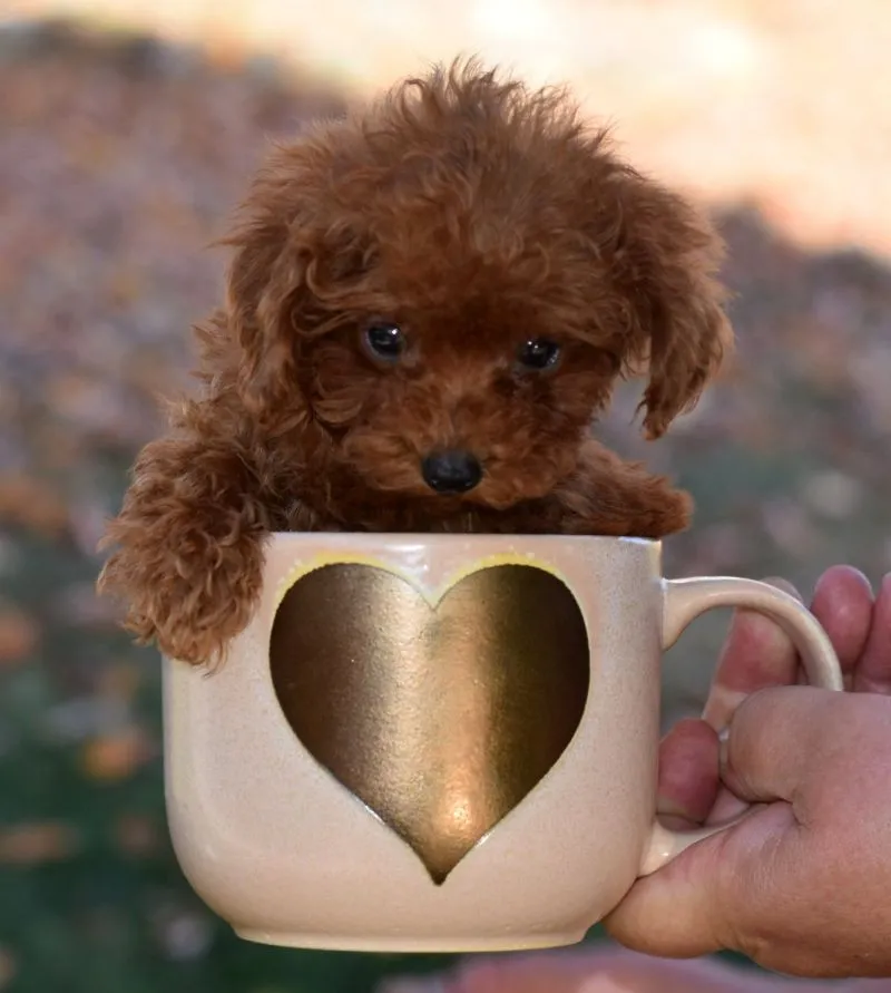 Peanut
