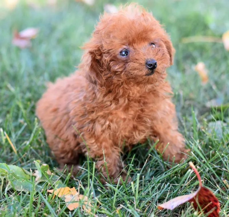 Peanut