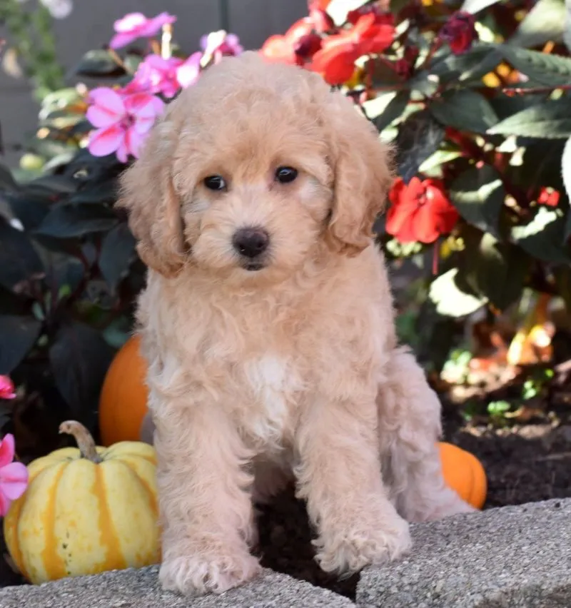 Puppy Name: Carmen