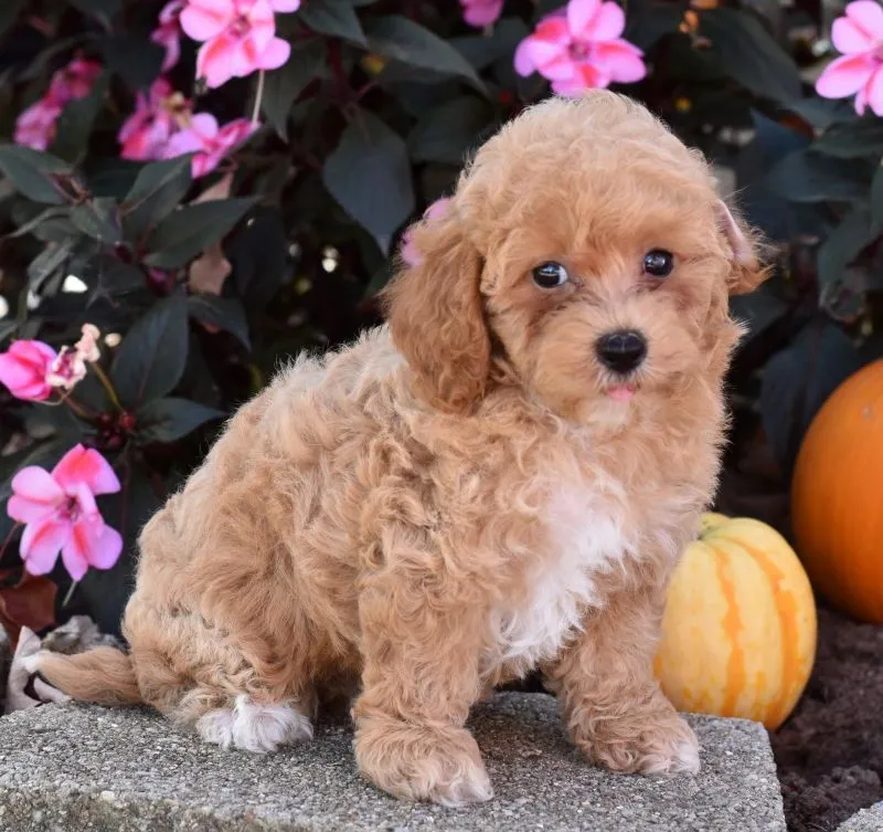 Puppy Name: Catelyn