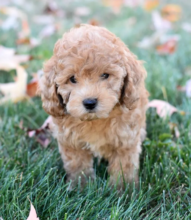 Puppy Name: Charlie