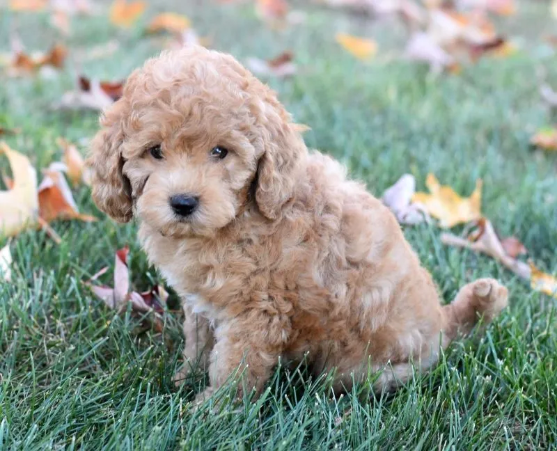 Charlie