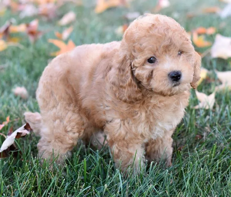 Charlie