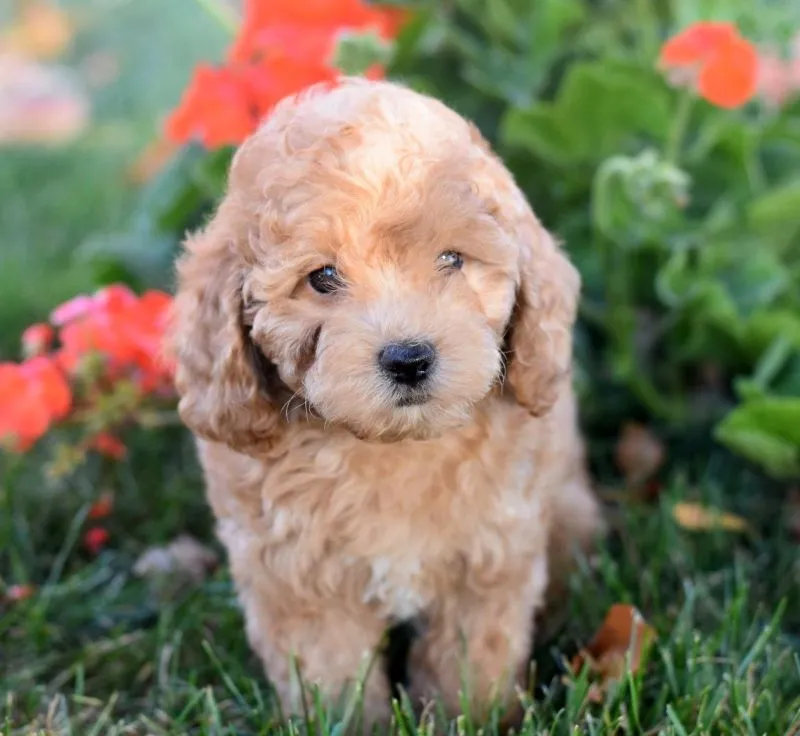 Charlie