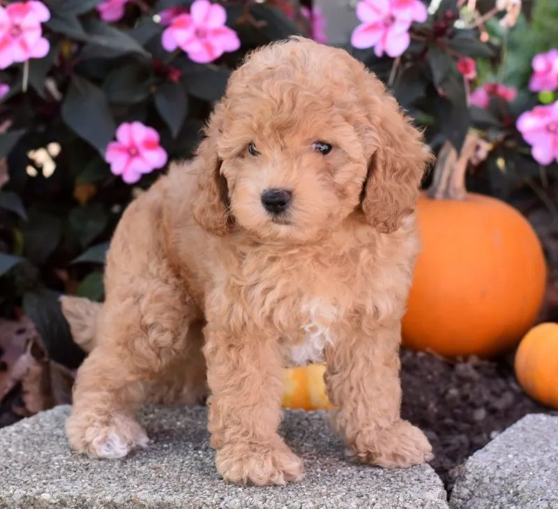 Charlie