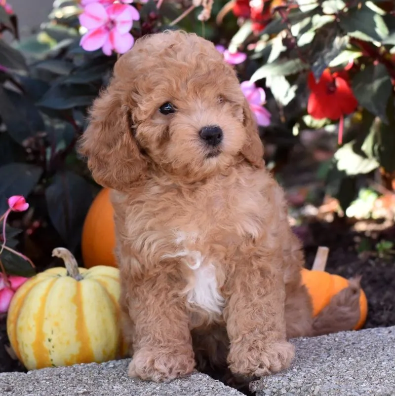 Charlie